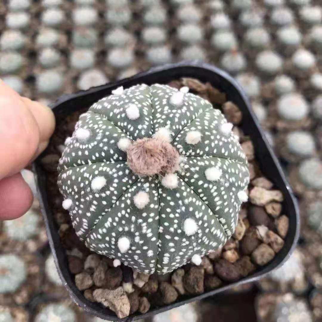 【基地直供】家居花卉植物 盆栽花卉绿植 仙人球植物 超级星兜