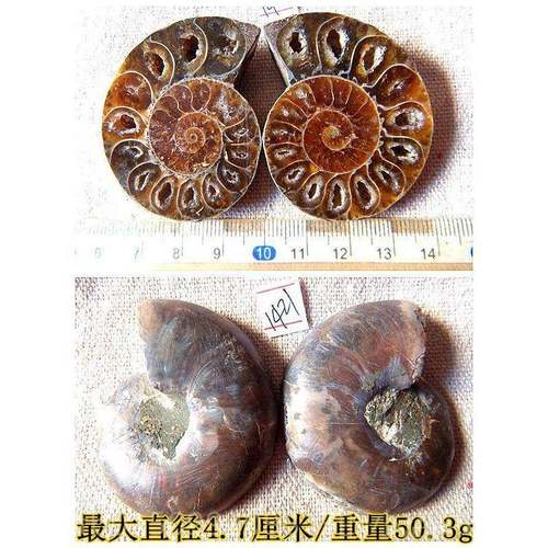 正品化开片叶物菊石化石摆件侣石材动招财全玉情吊坠古生物标本99