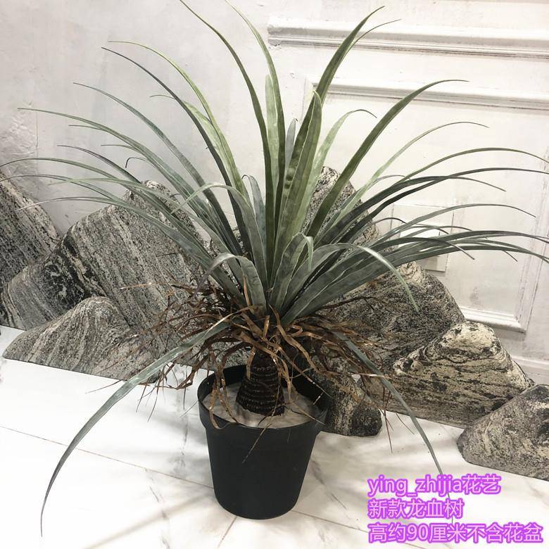 仿树真摆植物盆栽铁龙血树丝兰鸟巢叶商场酒店田园绿GZE植只/单束