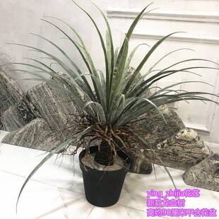 仿树真摆植物盆栽铁龙血树丝兰鸟巢叶商场酒店田园绿GZE植只/单束