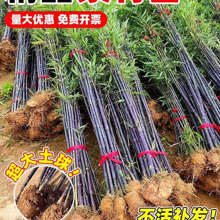 紫竹苗不去头矮化金镶玉竹苗耐寒竹子苗庭院室外四季常青名贵绿植