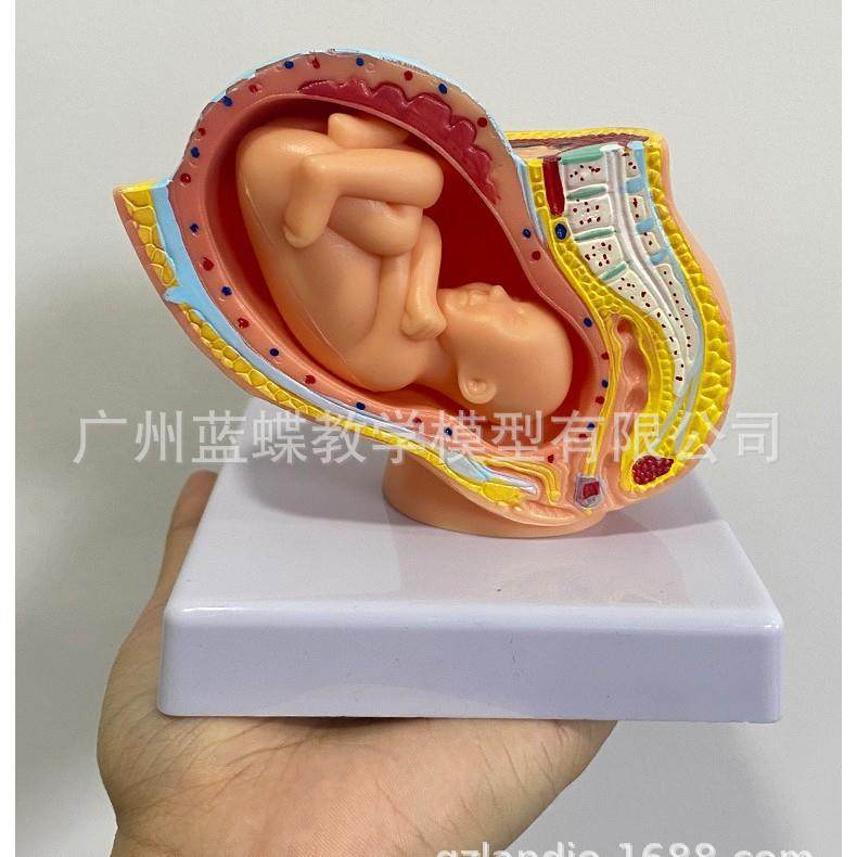 女性盆腔足子月胎模型妊娠发育九个352月胎儿宫胚胎模儿型附胎儿