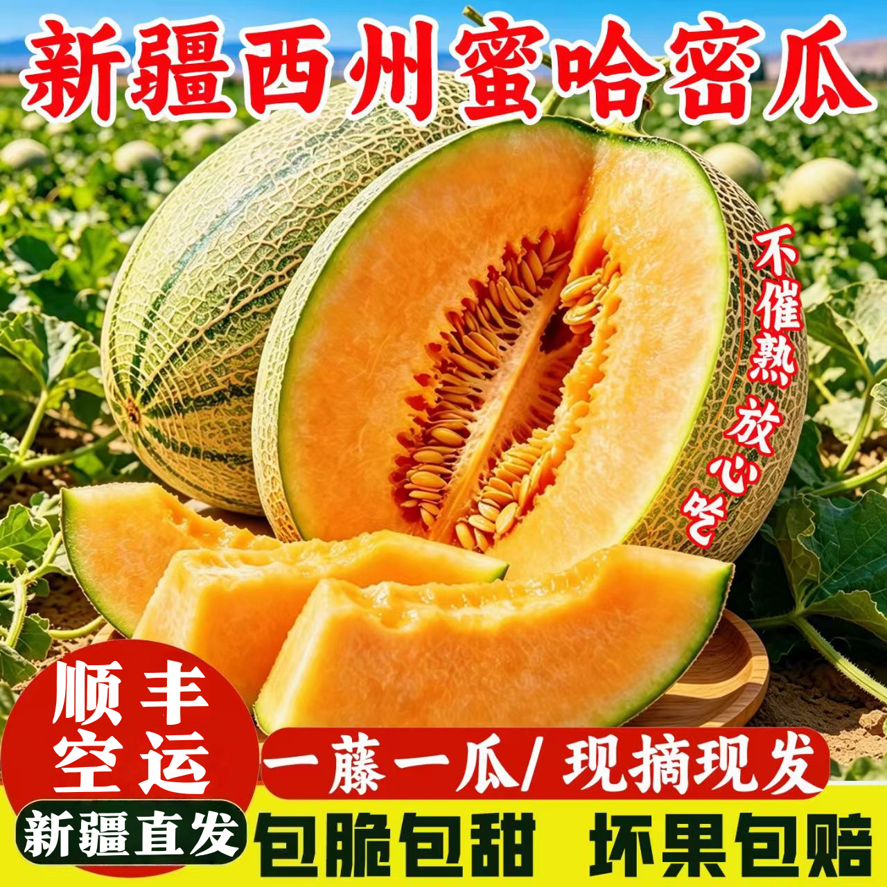 新疆吐鲁番西州蜜25号正宗哈密瓜当季新鲜现摘脆甜多汁产地直发
