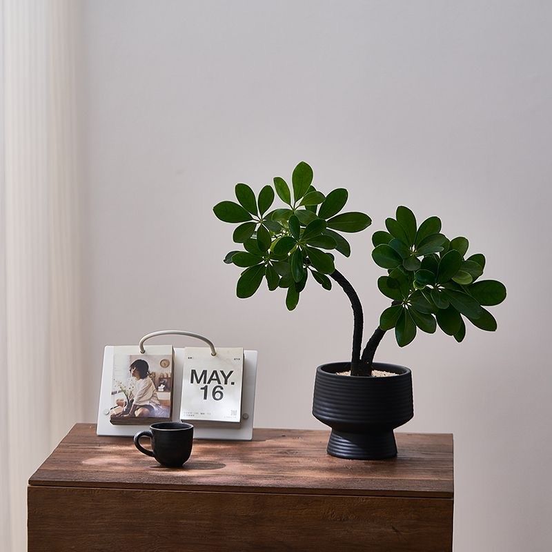 鸭脚八方室内来财客厅办公室桌面招财绿植花卉盆栽植物四季常青,家居饰品,仿真植物盆景,淘宝优惠券,粉丝福利购,淘宝优惠卷