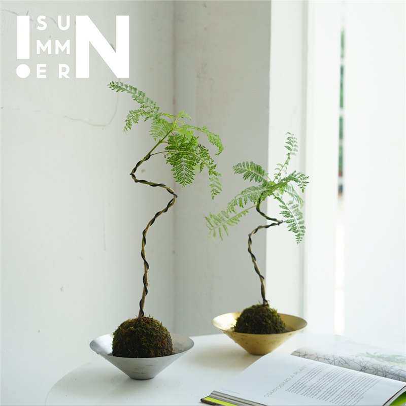 蓝花楹苔玉 苔藓球 桌面茶台创意绿植盆栽 观叶植物 禅意