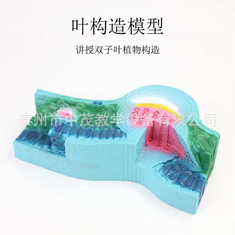 叶构造模型蚕豆表皮细胞栅栏海绵组植物茎构造生物学实验教学模型