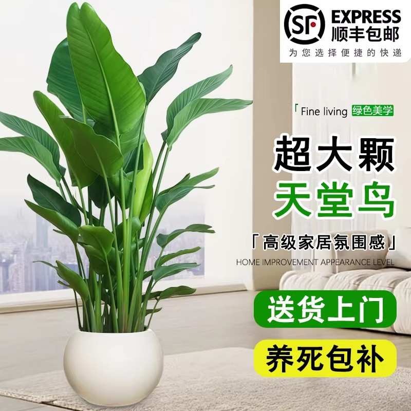 天堂鸟盆栽室内客厅大型绿植办公室大叶植物花卉鹤望兰新家大绿植
