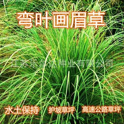 草坪草子弯叶画眉草子护坡草坪耐瘠耐湿耐旱河岸绿化护堤草子