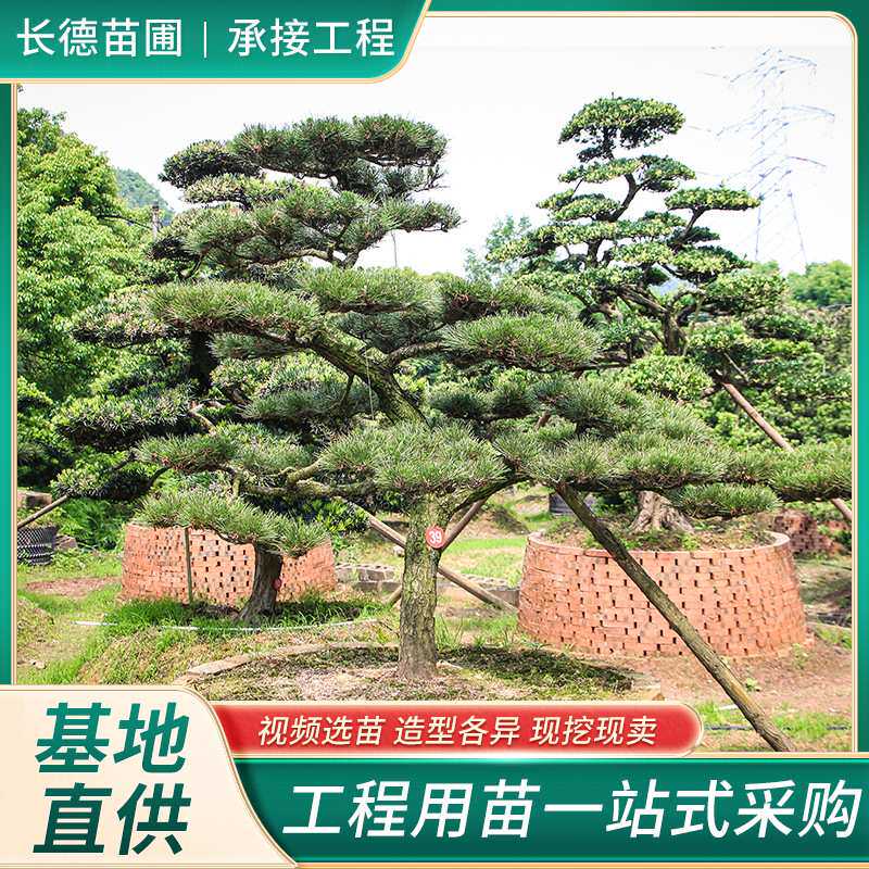 黑松造型树湖南苗木基地别墅庭院观赏花木基地直供价低质优苗木