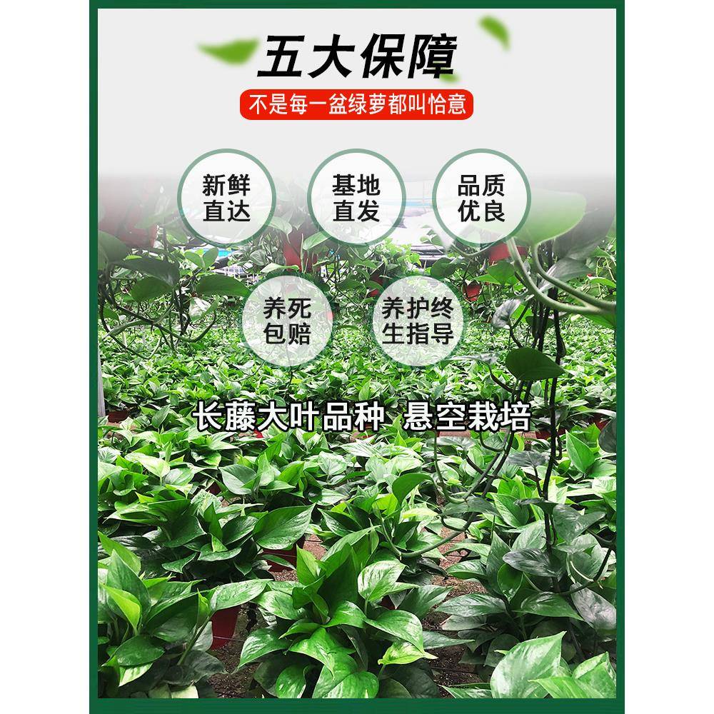 吸除甲醛绿萝大盆栽室内植物净化空气绿植客厅大叶绿箩好养活