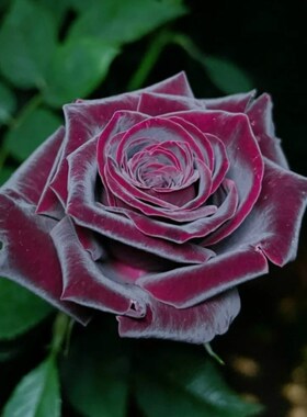 黑巴克玫瑰月季花大苗丝绒质感强暗红色四季开阳台庭院花卉绿植物