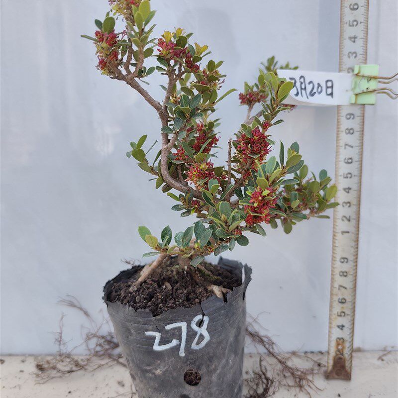 中华蚊母长江三峡珍稀品种米叶四季常青假山绿植掌上小微型盆景