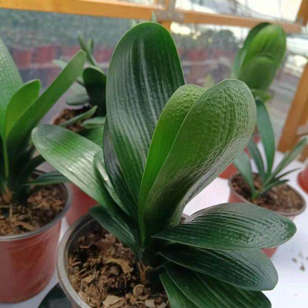 鞍山君子兰小苗绿植圆头短叶宽叶立板和尚花脸麻脸国兰彩兰好养,鲜花速递/花卉仿真/绿植园艺,时令草本花卉,淘宝优惠券,粉丝福利购,淘宝优惠卷