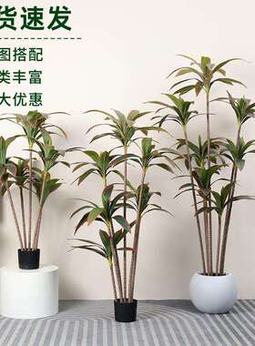 亚马逊新款仿真绿植仿真红色巴西木巴西铁富贵叶仿真植物造景盆栽