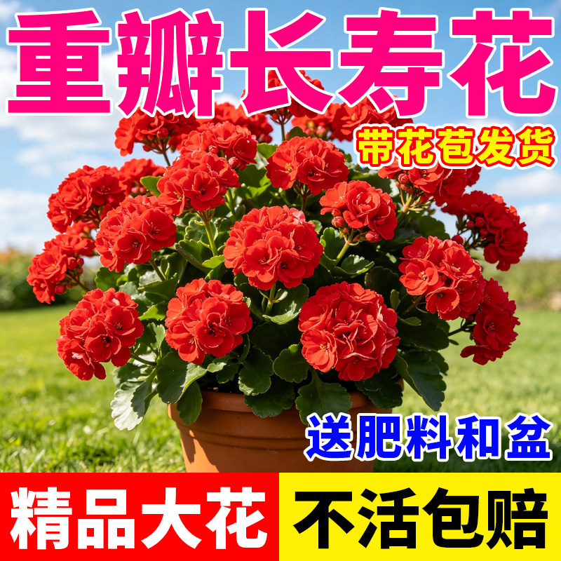 精品长寿花盆栽带花苞长寿花重瓣大花花苗特大号阳台花卉绿植好养