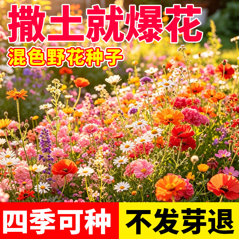 野花组合花种子四季可种开花阳台庭院盆栽新手易种好打理花卉种籽
