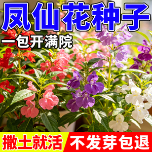 重瓣凤仙花种子指甲草染指甲学生实验套装花种子易活四季可种盆栽