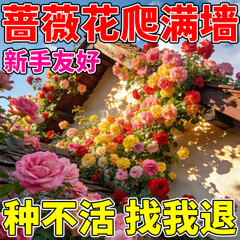 蔷薇花种子耐寒易活浓香庭院室内外爬藤阳台四季开花蔷薇花种子