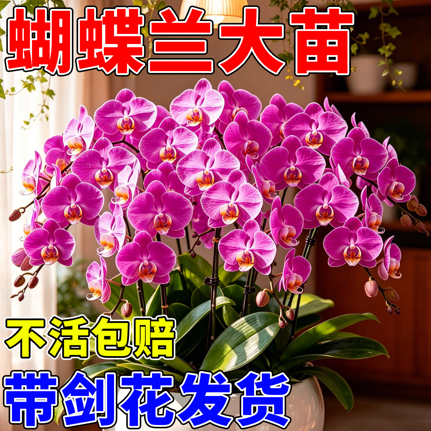 蝴蝶兰花苗带花剑盆栽兰花大苗客厅室内四季开花新手易种好养花卉
