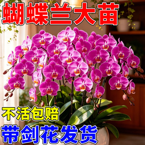 蝴蝶兰花苗带花剑盆栽兰花大苗客厅室内四季开花新手易种好养花卉