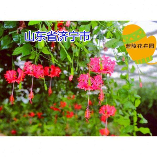 吊钟裂瓣扶桑花吊灯花朱瑾牡丹拱手花篮花瓣如凤尾般美丽