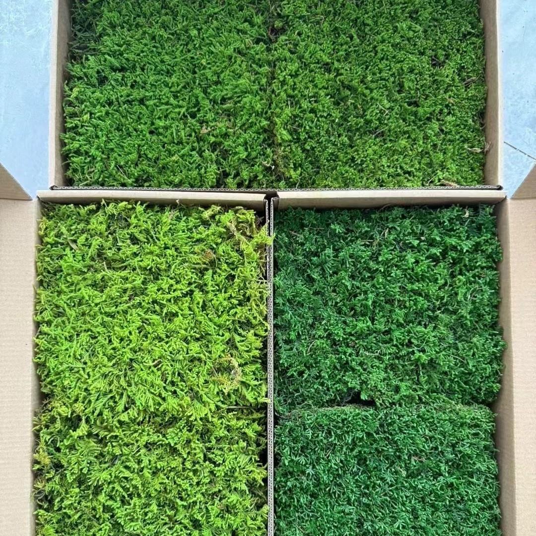 天然永生苔藓室内装饰商装家装别墅民宿饰品装饰软装造景地面墙面