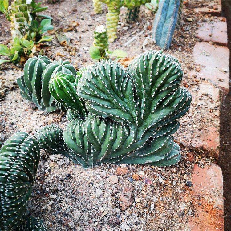 白云阁缀化 仙人柱 白线 盆栽 仙人掌景观 咖啡景观植物 工程