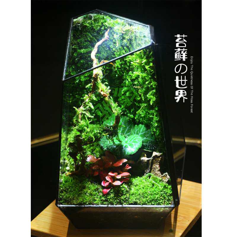 yut出口国外创意桌面雨林苔藓微景观成品盆景好养鲜活绿植生态瓶