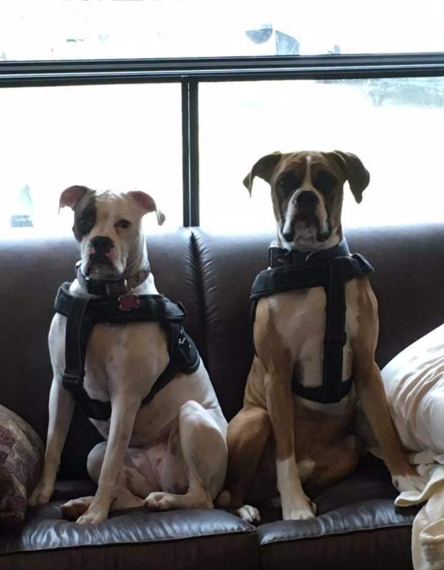 狗狗胸牵带宠物型引绳狗大中小背犬狗绳金毛项圈防爆冲背带用品