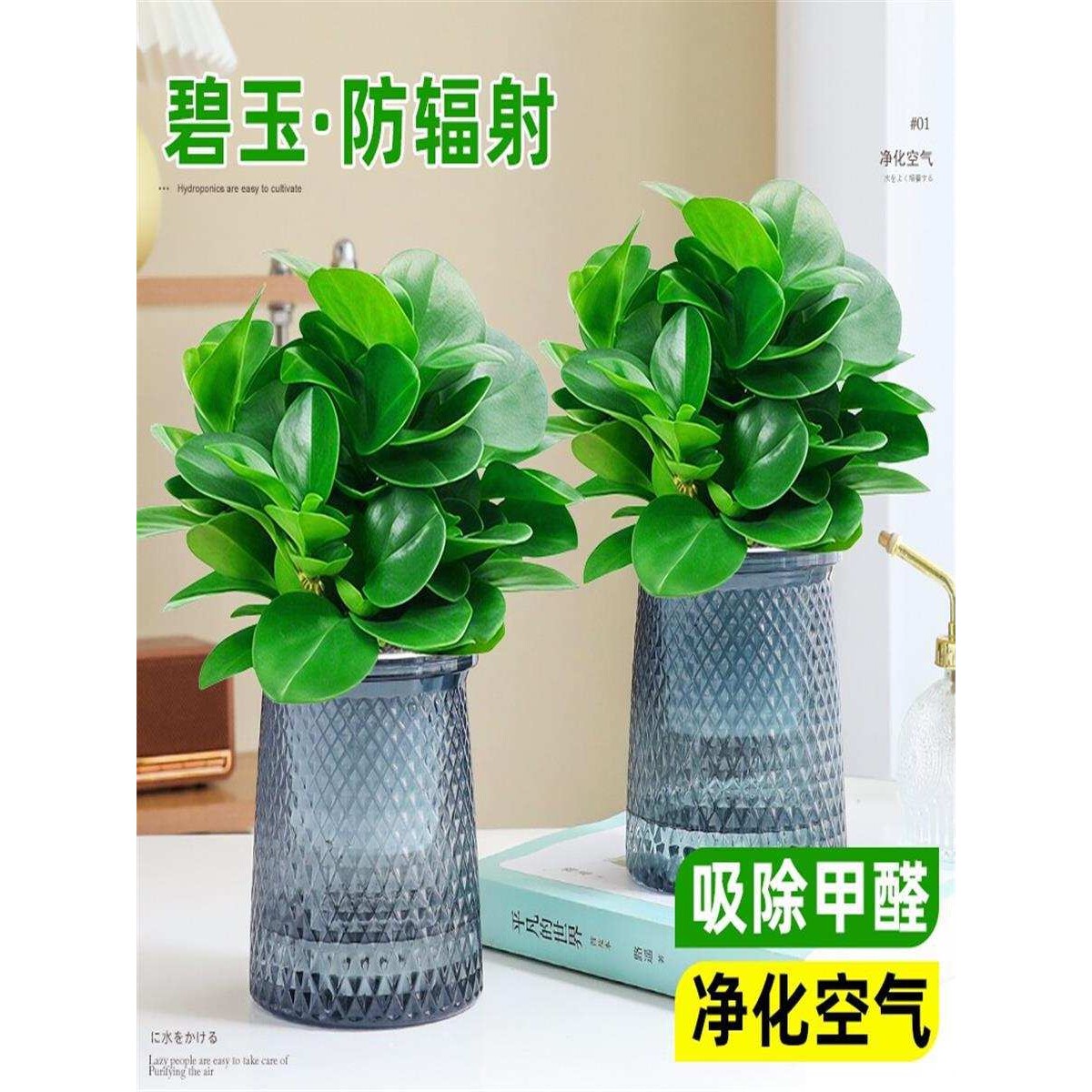水培豆瓣绿碧玉多肉植物盆栽四季绿植室内桌面绿植花卉四季好养