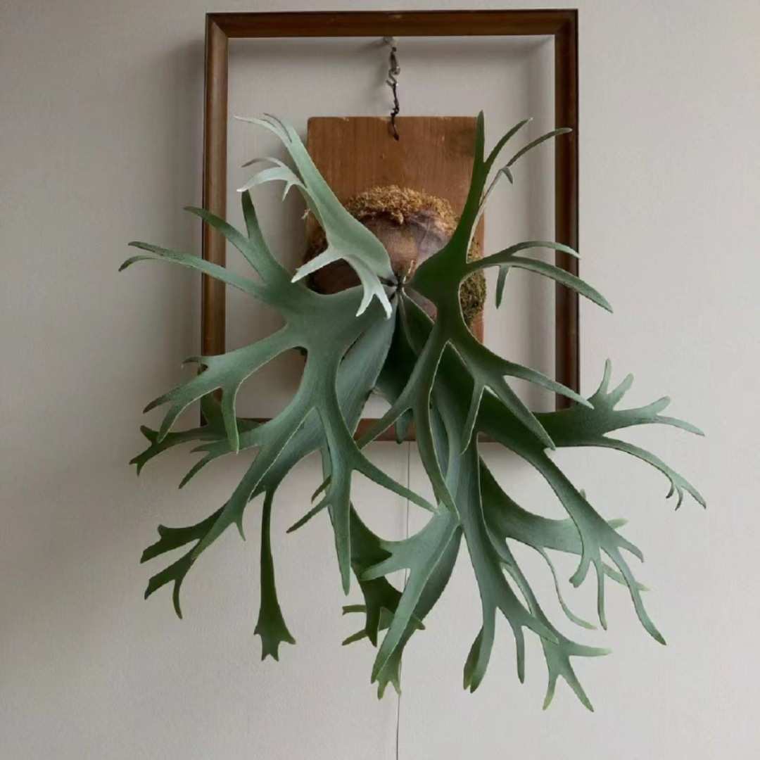 挂板水培绿植二岐垂吊苔藓盆栽挂墙鹿角壁挂鹿角蕨板植蕨类植物