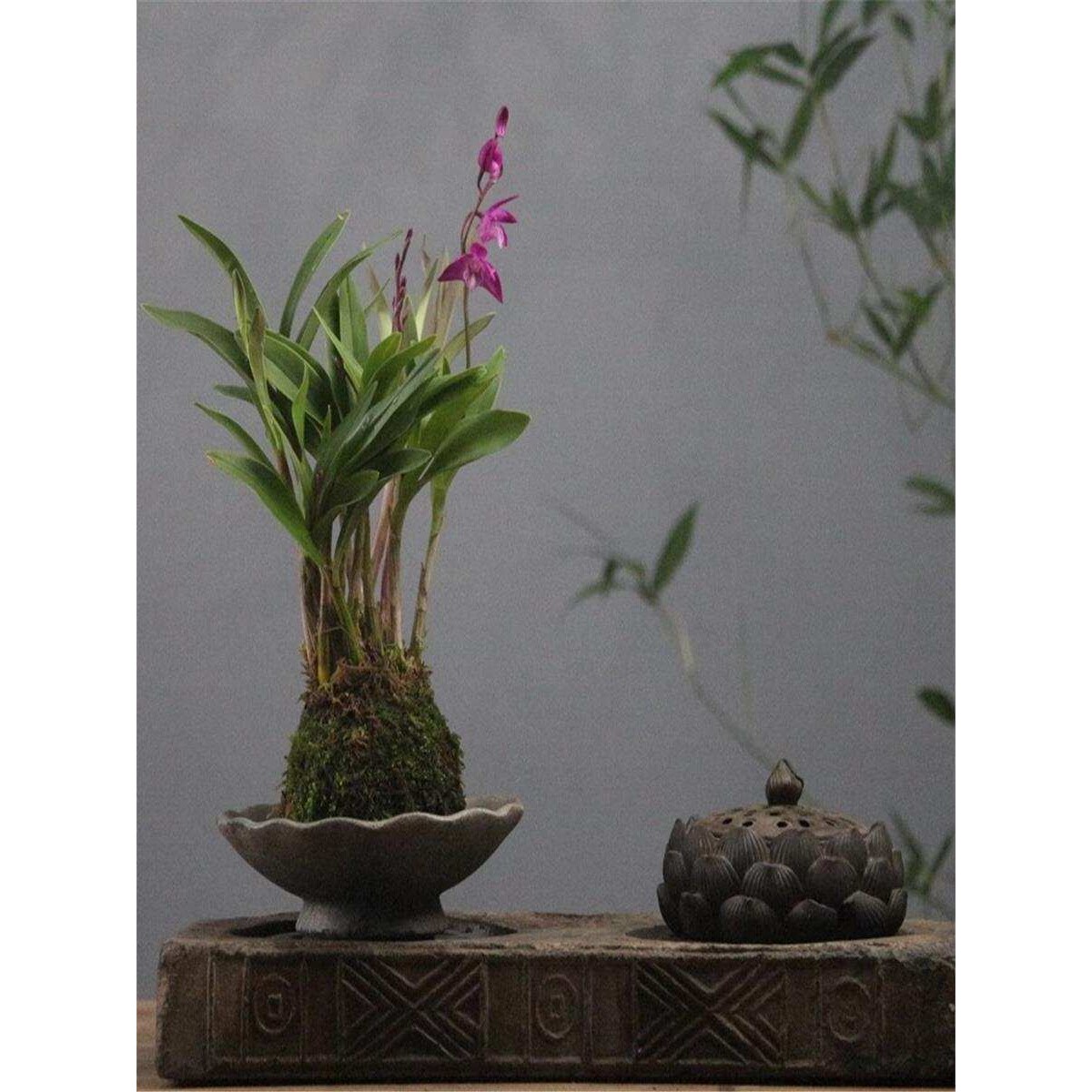 苔藓球石斛兰花卉室内浓香型观花盆景带花苞易养活盆栽桌面小绿植