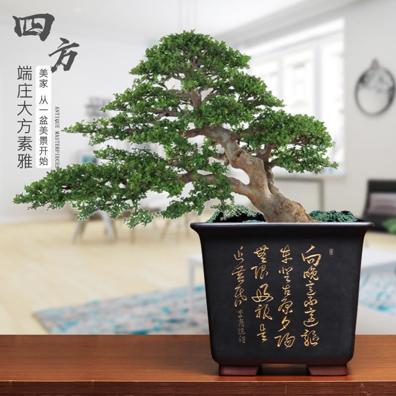 宜兴紫砂盆景花盆正四方大号陶瓷盆家用庭院桌面兰花盆老桩盆透气