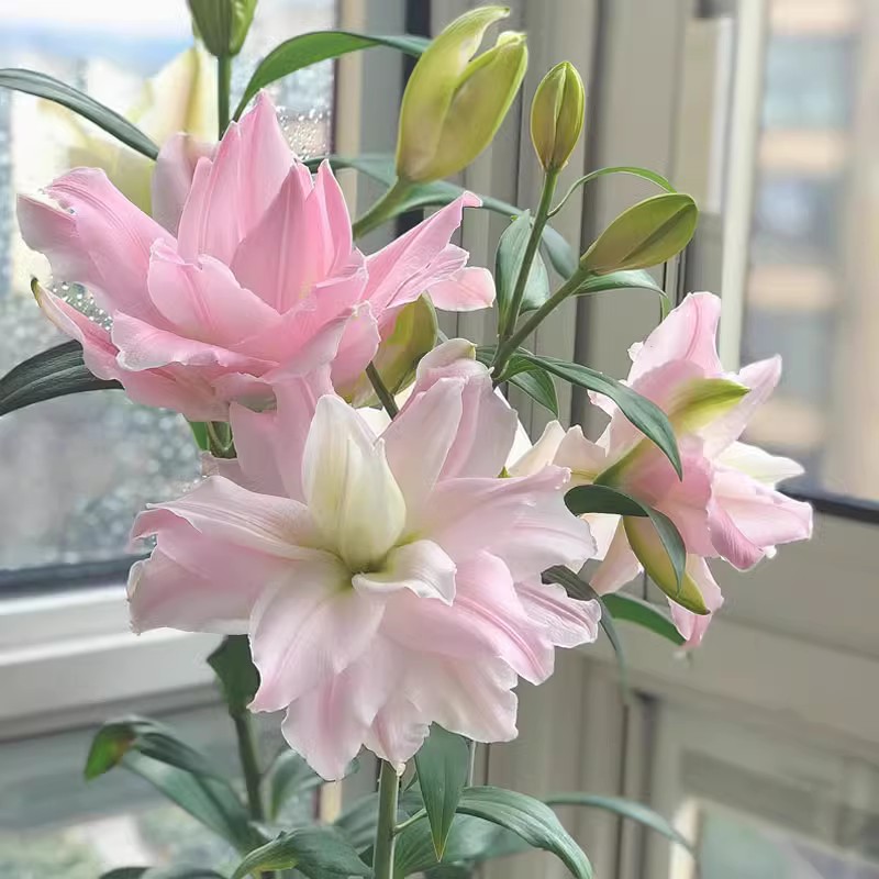 基花香水百合鲜花云南昆明斗南重地直发家用室内桌面绿植瓣卉插花