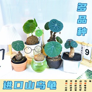 红藤山乌龟爬藤植物立叶素可泰山乌龟一叶诺瓦龟室内水培小盆栽