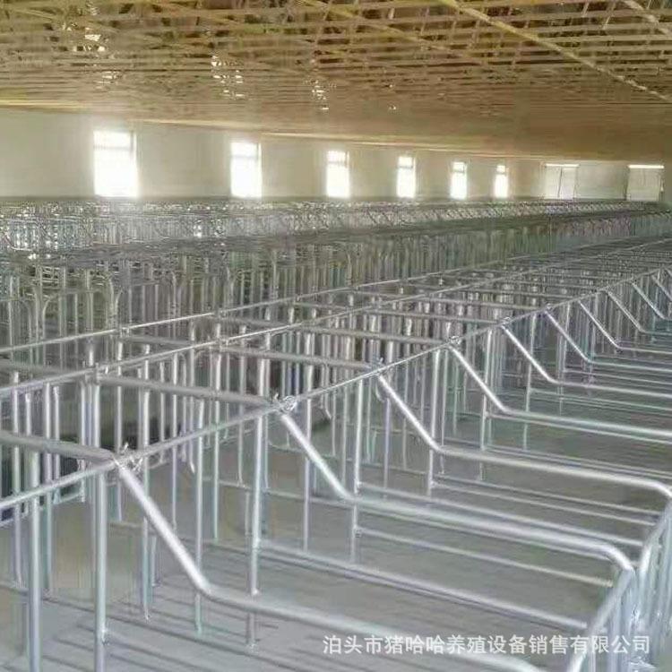 母猪定位栏 育肥定位栏 落地式定位栏 猪用限位栏 定位栏分娩栏