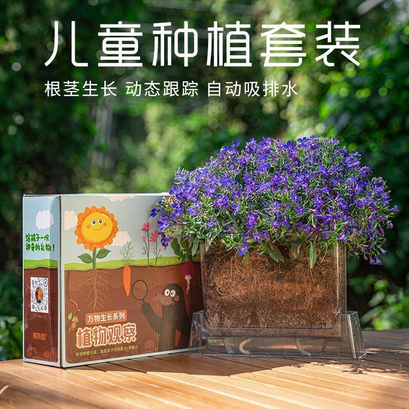 儿童种植办公室绿植大全情绪植物观察生长套餐小学生趣味迷你盲盒