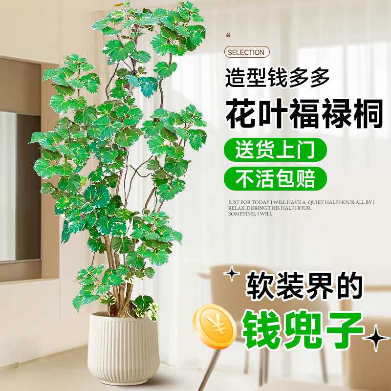 钱多多福禄桐盆栽大型植物客厅室内旺宅绿植真花落地大号乔迁搬家