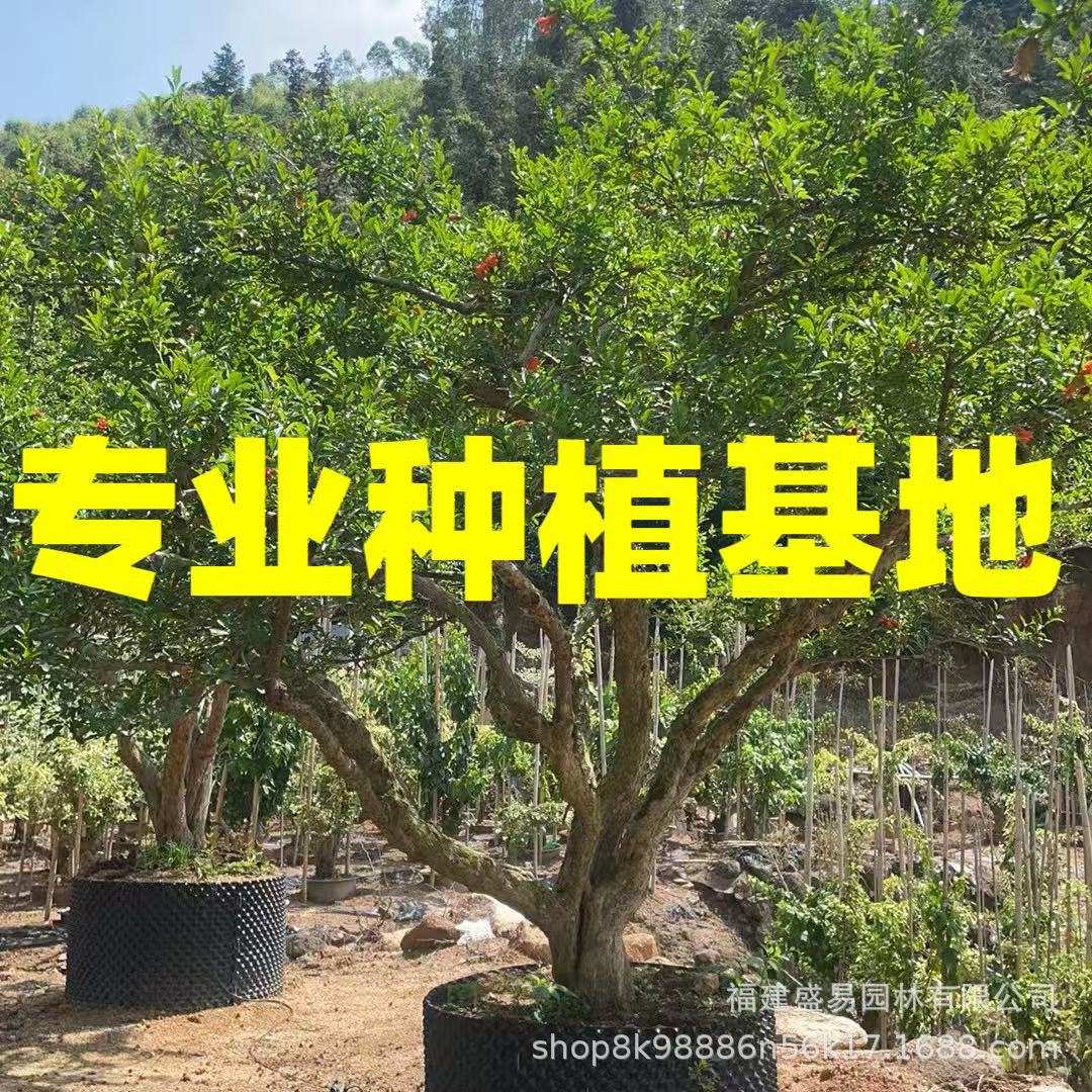丛生果石榴树基地 造型大红袍石榴树  庭院景观果石榴价格