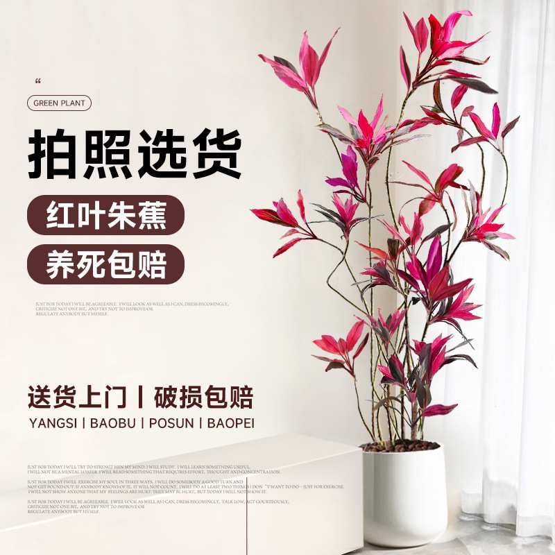 红叶朱蕉客厅大型绿植网红植物室内办公室盆栽吸甲醛落地四季常青