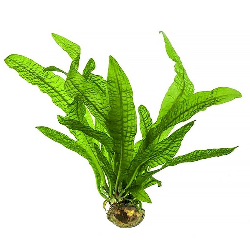 气泡王鞭有阴性水草稀小龙大草玻璃卷浪中后景草鱼缸造景高端网草