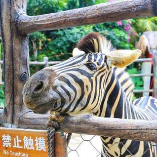 牛马猪羊鹿保护肢蹄防滑耐磨橡胶垫 猪舍牛棚马厩动物园专用胶板