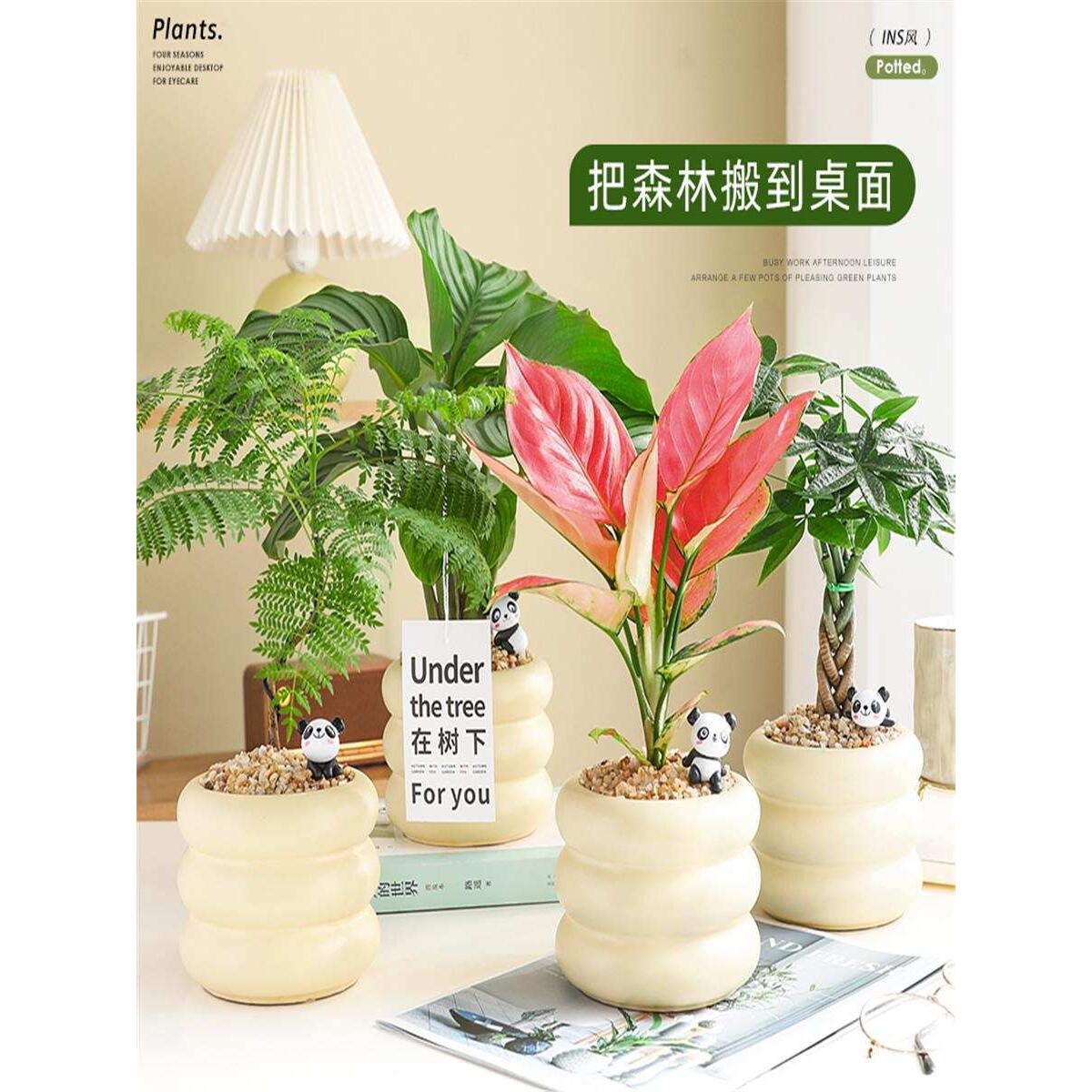 北欧ins绿植盆栽花卉办公室内桌面植物造型蓝花楹净化空气除甲醛
