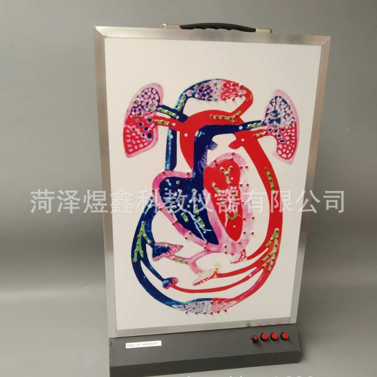 心博与血液循环模型 3323  初中生物实验 教学仪器