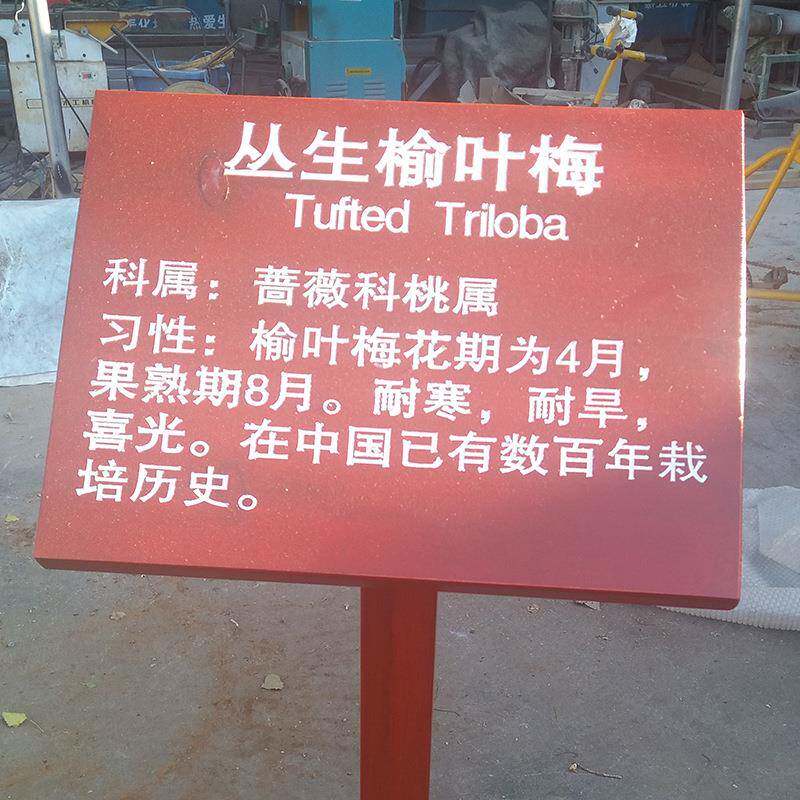 专业生产实木雕刻草地牌 植物简介牌花草树牌植物标识牌树木牌
