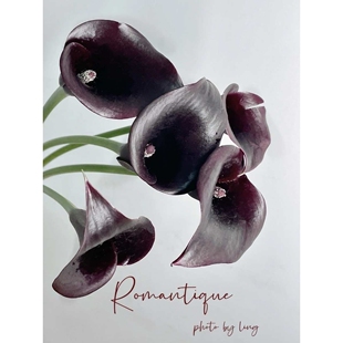 进口黑色马蹄莲鲜花小众稀有花材手捧花专用高档花材云南昆明直发