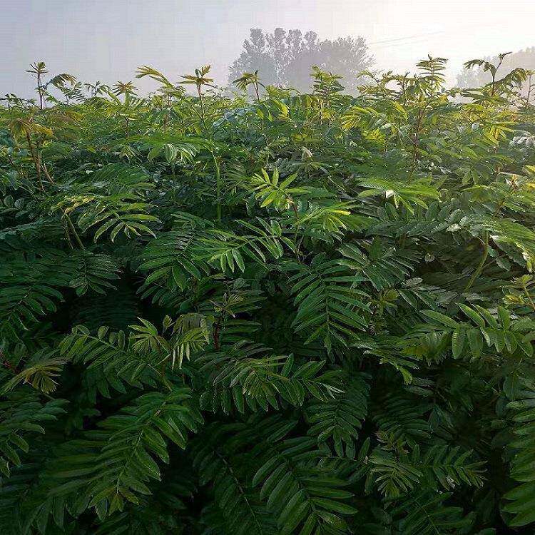 销售各种规格枫杨臭椿树枫杨树可走全冠 小区公园湿地绿化落叶树
