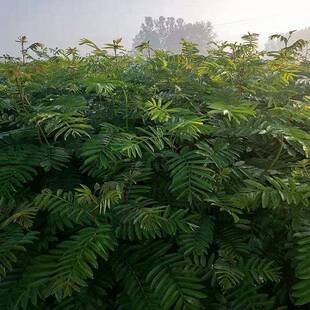 销售各种规格枫杨臭椿树枫杨树可走全冠 小区公园湿地绿化落叶树