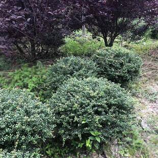 龟甲冬青球 四川成都园林园艺绿化地被植物苗木 花卉盆栽绿植