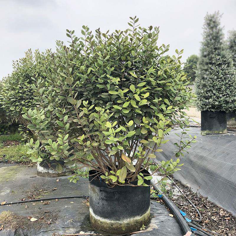 菲油果 南美棯 费约果 凤榴 成都园林绿化灌木苗木 花境骨架植物